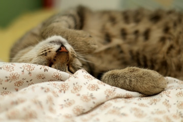 Cute brown tabby cat sleeping in human's bed. Selective focus.