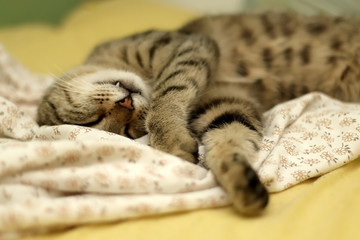 Cute brown tabby cat sleeping in human's bed. Selective focus.