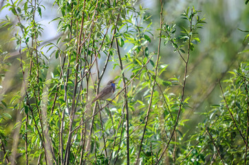 Bluethroat - Luscinia svecica. A male bluethroat sings sitting on a branch. Fauna of Ukraine.