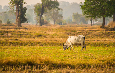 Obraz premium In the dry season, cattle ranches