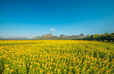 Fototapeta na wymiar Sunflower field in Thailand.7