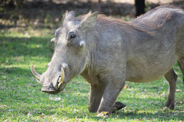 Warthog kneeling while grazing close up