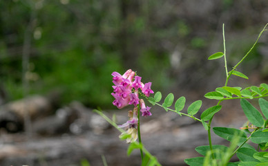 fuchsia flower