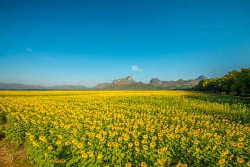 Sunflower field in Thailand.6