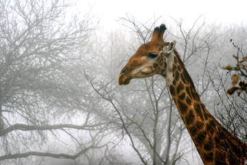 Giraffe in early morning mist