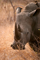 Head shot of a rhinoceros