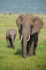 Fototapeta na wymiar mother and baby elephant