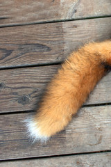A fluffy red fox tail displayed on a wooden deck. A tail that could be used for various craft...