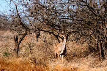Kudu stood against bush