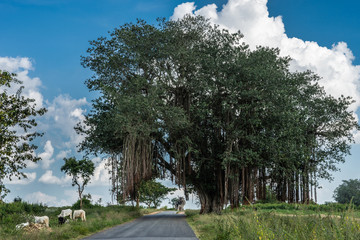 Belavadi, Karnataka, India - November 2, 2013: Full picture of large green banyan tree hanging over...