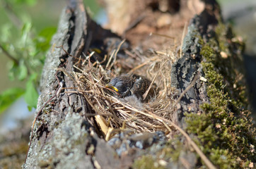 House Sparrow - Passer domesticus. Sparrow nestling sitting in the nest. Shallow depth of field.