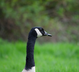 Canada Goose Portrait