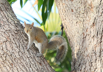 Funny squirrel sitting on a tree, in the background palm leaves