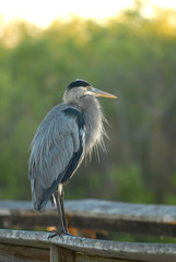 Ardea herodias