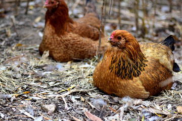 Hens At Rest