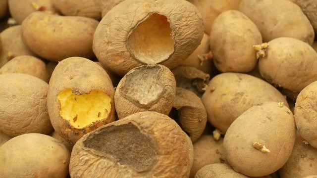Potatoes and potato spoiled and spoilage warehouse mouse and mice bite, pest of stored vegetable food potato, frequent problem in winter necessary deratization, danger of spreading mold, diseases