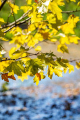 Fototapeta na wymiar Maple tree branches with golden autumn leaves on a natural blurred background
