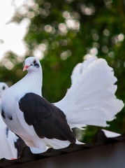 Pigeon