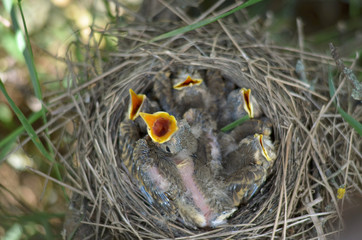 Five baby birds of a Song Thrush (Turdus Philomelos) are waiting for food. Fauna of Ukraine. Shallow depth of field, closeup.