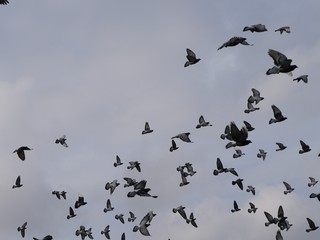 Pigeon
