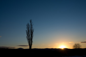 春の夕暮れの空とポプラ