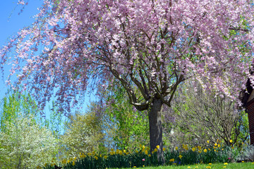 Fototapeta premium cherry tree in bloom