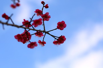 梅