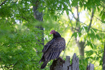 Turkey Vulture
