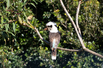 Kookaburra