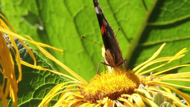 Butterfly eats flower Close shot of Butterfly fidding from flower