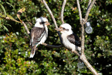 Kookaburra