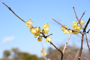 The spring scent Wintersweet is in full bloom