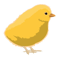 Isolated cute chicken image. Vector illustration design