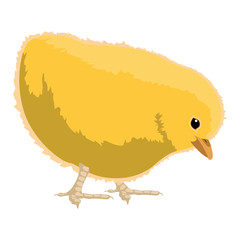 Isolated cute chicken image. Vector illustration design