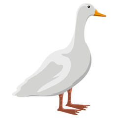 Isolatesd cute duck image. Vector illustration design