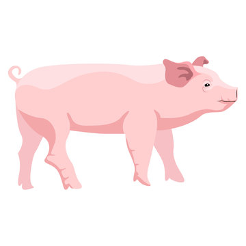 Isolated cute pig image. Vector illustration design