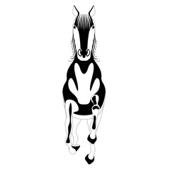 Front view of a horse. Silhouette. Vector illustration design