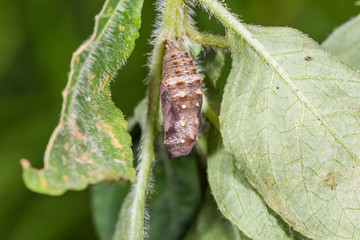 Grey Pansy (Junonia atlites) pupa