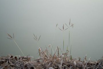 Beautiful leaves and branches