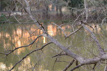 Beautiful leaves and branches