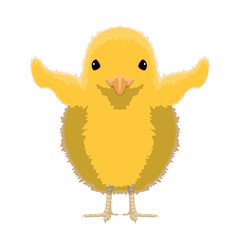 Front view of a chicken. Farm animal. Vector illustration design