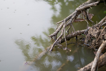 Beautiful leaves and branches