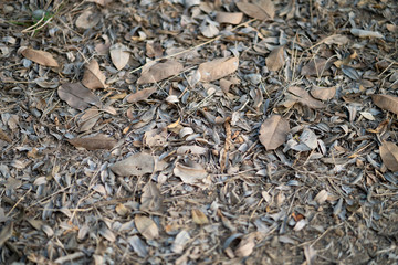 Beautiful leaves and branches