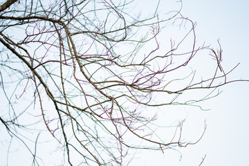 Beautiful leaves and branches