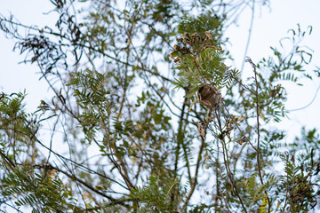 Beautiful leaves and branches