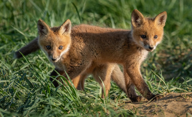 Fototapeta premium Red Fox