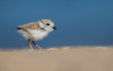 Obraz premium Piping Plover 