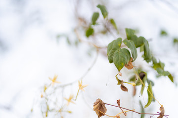 Beautiful leaves and branches