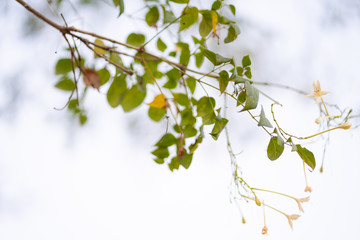 Beautiful leaves and branches