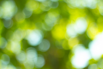 Obraz premium green blurred backdrop of nature, circle light wallpaper, white bokeh background